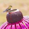 Pink Coneflower Bird Feeder Outdoor Decoration Garden Flower Picaflor Wild Bird Feeder Feeding Outside Rust Resistant Art Metal